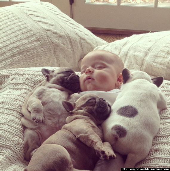 baby with dogs